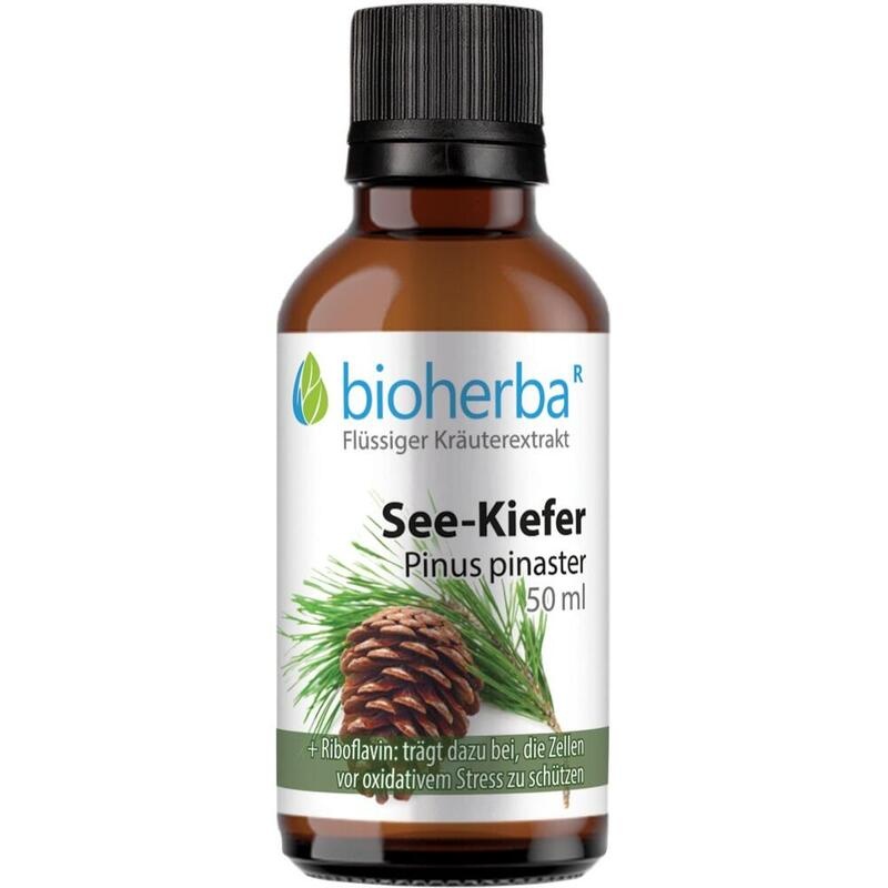 SEEKIEFER Pinus pinaster Tinktur
